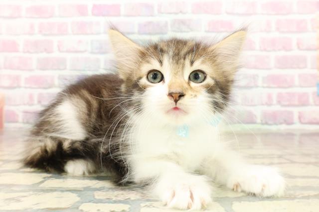 東京都のノルウェージャンフォレストキャット (Coo&RIKUフレスポ住吉店/2025年10月6日生まれ/男の子/ブラウンタビーホワイト)の子猫の3枚目の画像