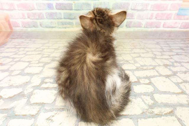 東京都のノルウェージャンフォレストキャット (Coo&RIKUフレスポ住吉店/2025年10月6日生まれ/男の子/ブラウンタビーホワイト)の子猫の4枚目の画像