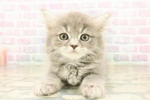 埼玉県のラガマフィン (Coo&RIKUアニマルケアセンター大宮/2025年10月6日生まれ/男の子/ブルータビー)の子猫の1枚目の画像