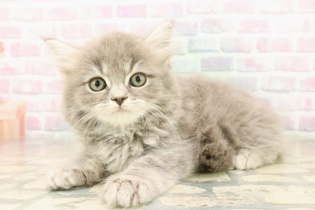 埼玉県のラガマフィン (Coo&RIKUアニマルケアセンター大宮/2025年10月6日生まれ/男の子/ブルータビー)の子猫の2枚目の画像