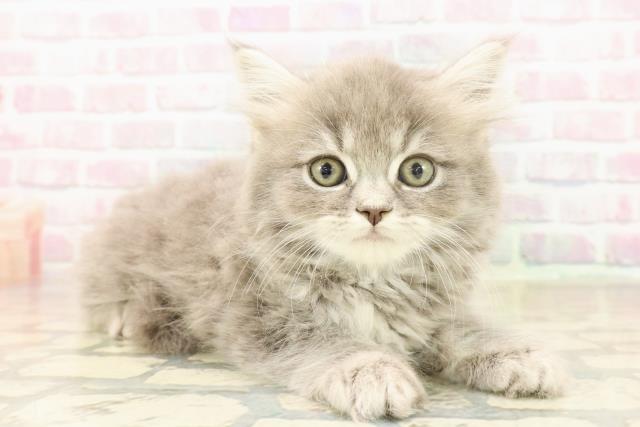 埼玉県のラガマフィン (Coo&RIKUアニマルケアセンター大宮/2025年10月6日生まれ/男の子/ブルータビー)の子猫の3枚目の画像