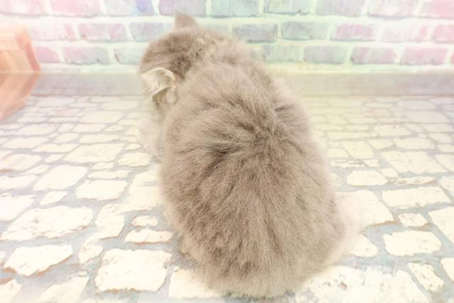 埼玉県のラガマフィン (Coo&RIKUアニマルケアセンター大宮/2025年10月6日生まれ/男の子/ブルータビー)の子猫の4枚目の画像