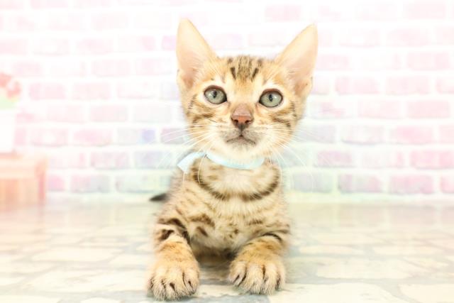 千葉県のベンガル (Coo&RIKU東船橋店/2025年9月27日生まれ/男の子/ブラウンスポットタビー)の子猫
