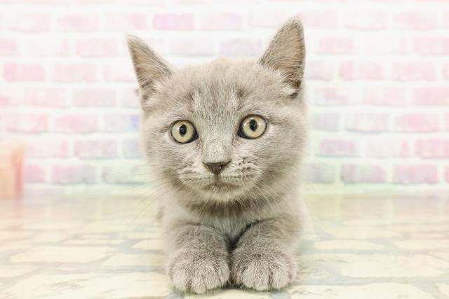 北海道のブリティッシュショートヘアー (Coo&RIKU岩見沢店/2025年9月28日生まれ/女の子/ブルー)の子猫