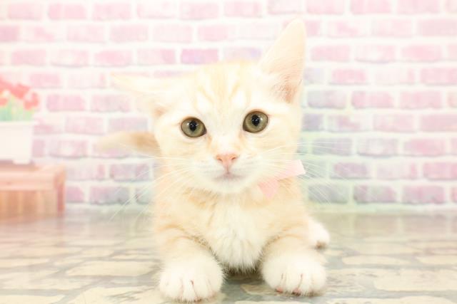 岩手県のキンカロー (Coo&RIKU岩手盛岡店/2025年9月27日生まれ/女の子/レッドタビー)の子猫の1枚目の画像