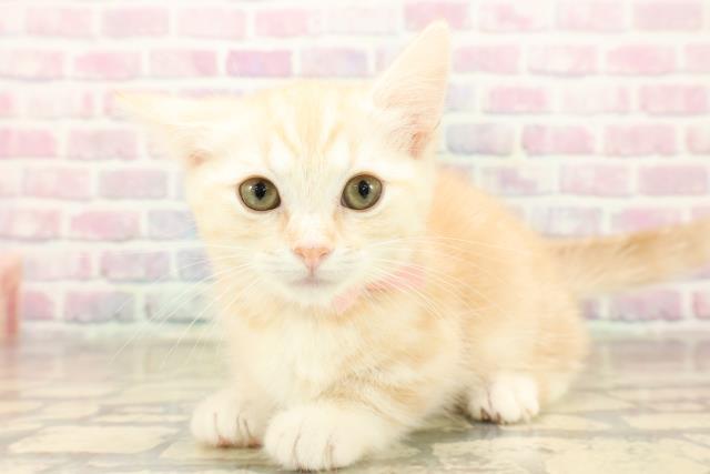 岩手県のキンカロー (Coo&RIKU岩手盛岡店/2025年9月27日生まれ/女の子/レッドタビー)の子猫の2枚目の画像