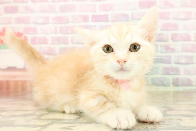 岩手県のキンカロー (Coo&RIKU岩手盛岡店/2025年9月27日生まれ/女の子/レッドタビー)の子猫の3枚目の画像