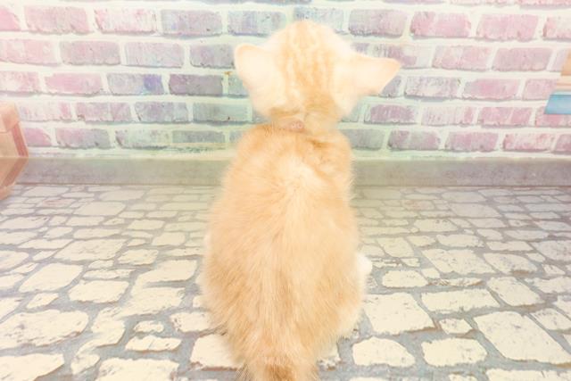 岩手県のキンカロー (Coo&RIKU岩手盛岡店/2025年9月27日生まれ/女の子/レッドタビー)の子猫の4枚目の画像