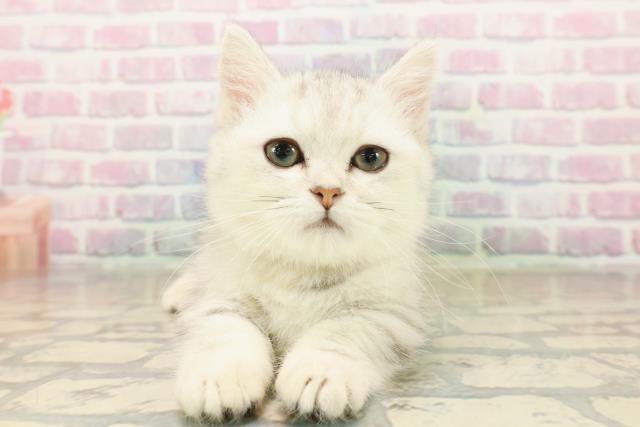 北海道のミヌエット (Coo&RIKU北見店/2025年10月4日生まれ/女の子/シルバータビー)の子猫