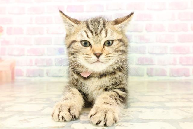 福島県のマンチカン (Coo&RIKUいわき店/2025年10月1日生まれ/女の子/ブラウンタビー)の子猫