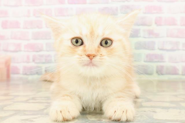 山形県のマンチカン (Coo&RIKU山形店/2025年9月17日生まれ/女の子/クリームタビー)の子猫