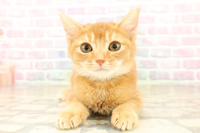 岩手県のスコティッシュフォールド (Coo&RIKU岩手盛岡店/2025年9月17日生まれ/男の子/レッドタビー)の子猫の1枚目の画像