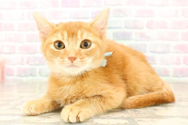 岩手県のスコティッシュフォールド (Coo&RIKU岩手盛岡店/2025年9月17日生まれ/男の子/レッドタビー)の子猫の2枚目の画像