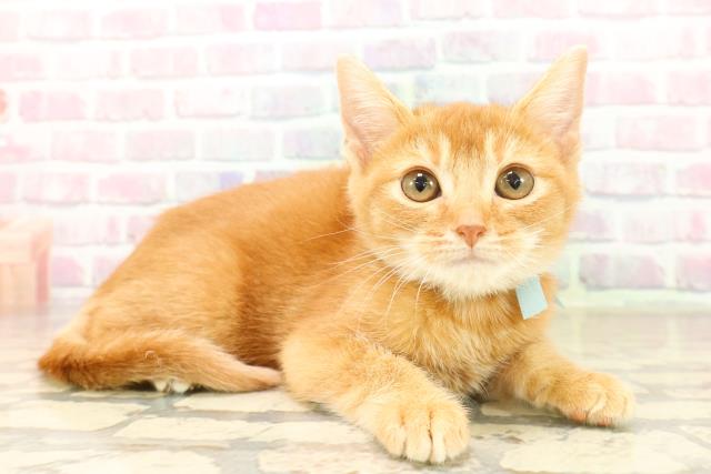 岩手県のスコティッシュフォールド (Coo&RIKU岩手盛岡店/2025年9月17日生まれ/男の子/レッドタビー)の子猫の3枚目の画像