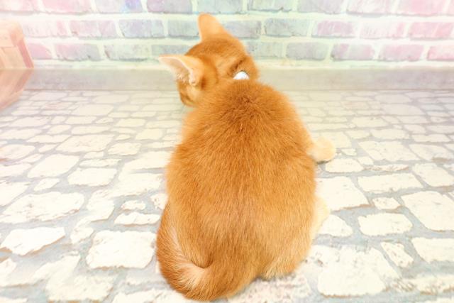 岩手県のスコティッシュフォールド (Coo&RIKU岩手盛岡店/2025年9月17日生まれ/男の子/レッドタビー)の子猫の4枚目の画像