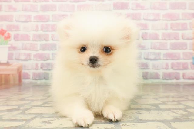 埼玉県のポメラニアン (Coo&RIKUアニマルケアセンター大宮/2025年10月5日生まれ/男の子/ホワイト)の子犬の1枚目の画像