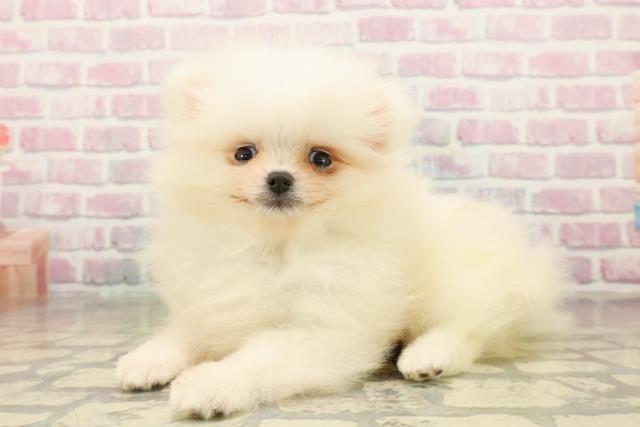 埼玉県のポメラニアン (Coo&RIKUアニマルケアセンター大宮/2025年10月5日生まれ/男の子/ホワイト)の子犬の2枚目の画像