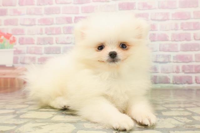 埼玉県のポメラニアン (Coo&RIKUアニマルケアセンター大宮/2025年10月5日生まれ/男の子/ホワイト)の子犬の3枚目の画像