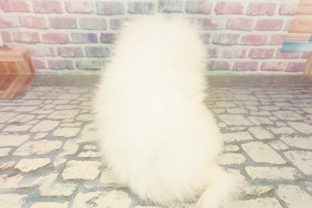 埼玉県のポメラニアン (Coo&RIKUアニマルケアセンター大宮/2025年10月5日生まれ/男の子/ホワイト)の子犬の4枚目の画像