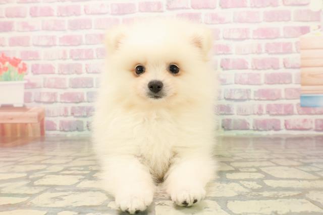 新潟県のポメラニアン (Coo&RIKU新潟西店/2025年10月5日生まれ/女の子/クリーム)の子犬