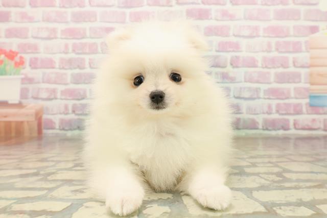 埼玉県のポメラニアン (Coo&RIKUアニマルケアセンター大宮/2025年10月5日生まれ/女の子/ホワイト)の子犬の1枚目の画像