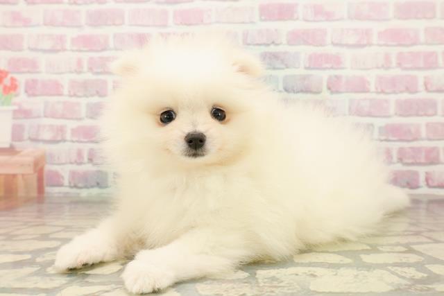 埼玉県のポメラニアン (Coo&RIKUアニマルケアセンター大宮/2025年10月5日生まれ/女の子/ホワイト)の子犬の2枚目の画像