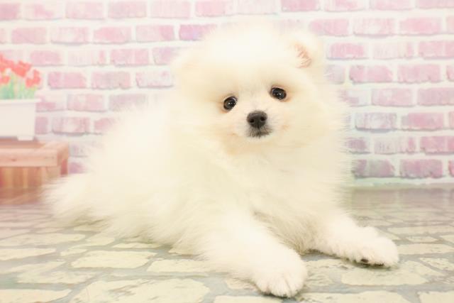 埼玉県のポメラニアン (Coo&RIKUアニマルケアセンター大宮/2025年10月5日生まれ/女の子/ホワイト)の子犬の3枚目の画像