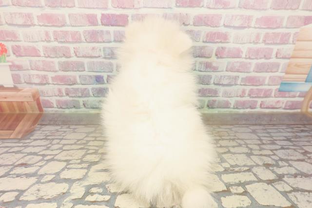 埼玉県のポメラニアン (Coo&RIKUアニマルケアセンター大宮/2025年10月5日生まれ/女の子/ホワイト)の子犬の4枚目の画像