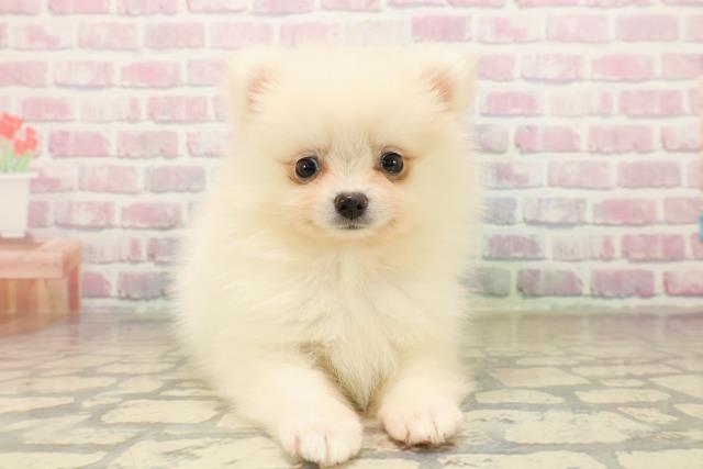 埼玉県のポメラニアン (Coo&RIKUアニマルケアセンター大宮/2025年10月5日生まれ/女の子/クリーム)の子犬の1枚目の画像