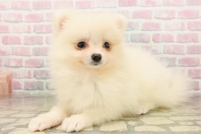 埼玉県のポメラニアン (Coo&RIKUアニマルケアセンター大宮/2025年10月5日生まれ/女の子/クリーム)の子犬の2枚目の画像