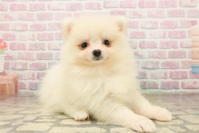 埼玉県のポメラニアン (Coo&RIKUアニマルケアセンター大宮/2025年10月5日生まれ/女の子/クリーム)の子犬の3枚目の画像