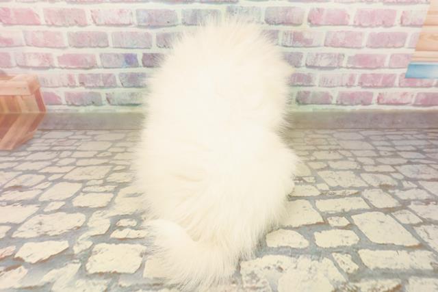 埼玉県のポメラニアン (Coo&RIKUアニマルケアセンター大宮/2025年10月5日生まれ/女の子/クリーム)の子犬の4枚目の画像