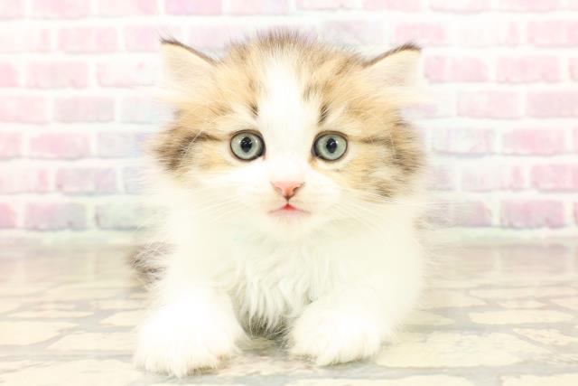 宮城県のミヌエット (Coo&RIKU石巻店/2025年10月2日生まれ/男の子/ブラウンタビーホワイト)の子猫