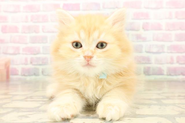 秋田県のミヌエット (Coo&RIKU秋田店/2025年10月2日生まれ/男の子/レッドタビー)の子猫