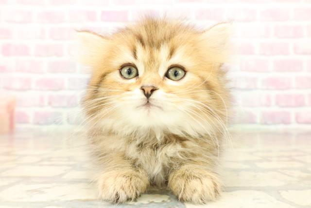 岩手県のミヌエット (Coo&RIKU岩手盛岡店/2025年10月1日生まれ/女の子/ブラウンタビー)の子猫