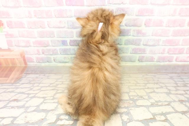 岩手県のミヌエット (Coo&RIKU岩手盛岡店/2025年10月1日生まれ/女の子/ブラウンタビー)の子猫の4枚目の画像