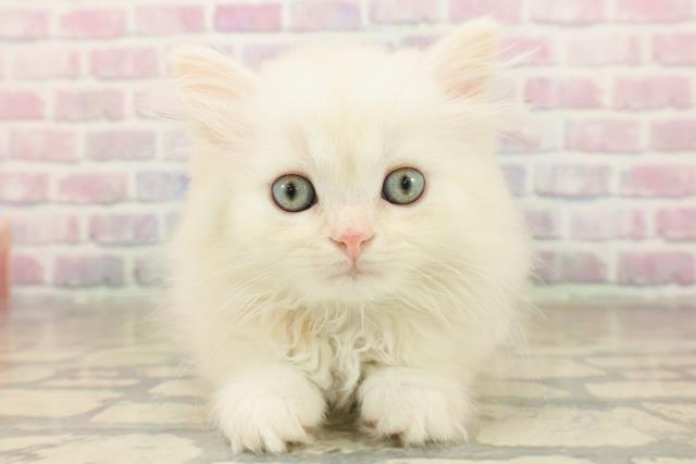 宮城県のミヌエット (Coo&RIKU仙台太白店/2025年10月1日生まれ/男の子/クリームタビー)の子猫