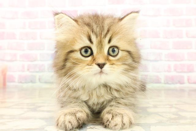 北海道のミヌエット (Coo&RIKU旭川店/2025年10月1日生まれ/男の子/ブラウンタビー)の子猫の1枚目の画像