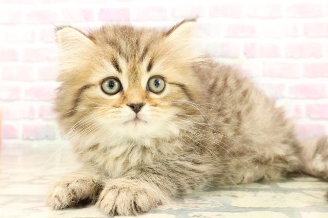 北海道のミヌエット (Coo&RIKU旭川店/2025年10月1日生まれ/男の子/ブラウンタビー)の子猫の2枚目の画像