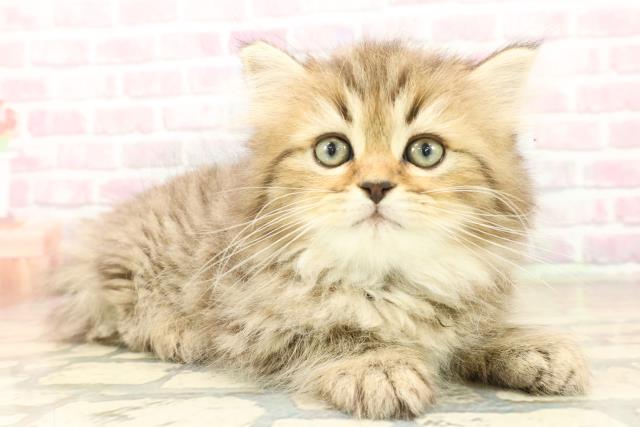 北海道のミヌエット (Coo&RIKU旭川店/2025年10月1日生まれ/男の子/ブラウンタビー)の子猫の3枚目の画像