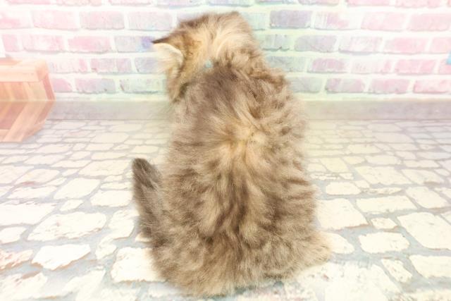 北海道のミヌエット (Coo&RIKU旭川店/2025年10月1日生まれ/男の子/ブラウンタビー)の子猫の4枚目の画像