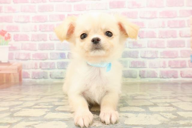 福井県のチワワ(ロング) (Coo&RIKU福井店/2025年10月4日生まれ/男の子/クリーム)の子犬の1枚目の画像