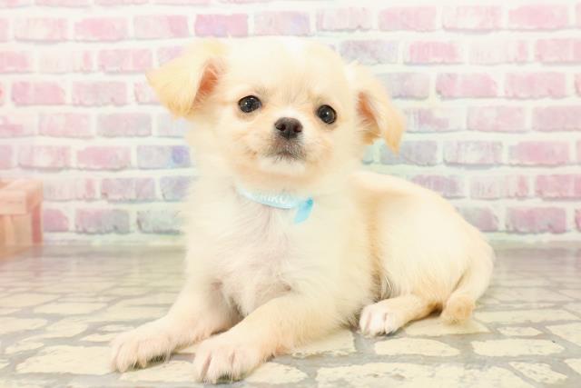 福井県のチワワ(ロング) (Coo&RIKU福井店/2025年10月4日生まれ/男の子/クリーム)の子犬の2枚目の画像