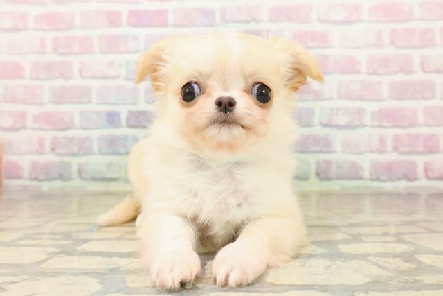 東京都のチワワ(ロング) (Coo&RIKU下北沢店/2025年10月4日生まれ/男の子/クリーム)の子犬の1枚目の画像