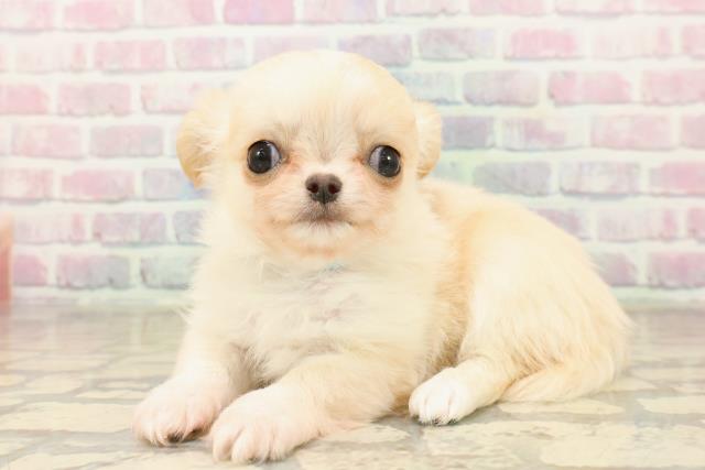 東京都のチワワ(ロング) (Coo&RIKU下北沢店/2025年10月4日生まれ/男の子/クリーム)の子犬の2枚目の画像