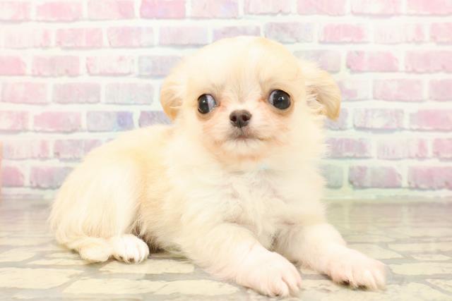 東京都のチワワ(ロング) (Coo&RIKU下北沢店/2025年10月4日生まれ/男の子/クリーム)の子犬の3枚目の画像