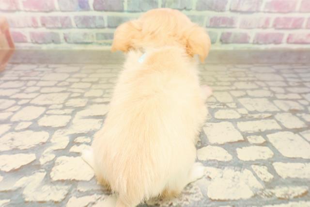 東京都のチワワ(ロング) (Coo&RIKU下北沢店/2025年10月4日生まれ/男の子/クリーム)の子犬の4枚目の画像