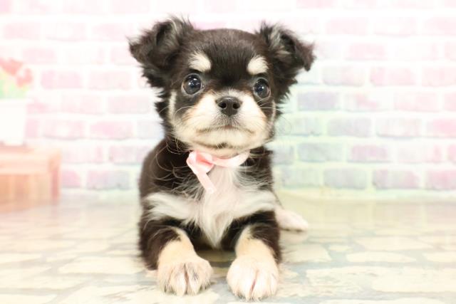 北海道のチワワ(ロング) (Coo&RIKU岩見沢店/2025年10月4日生まれ/女の子/ブラックタン)の子犬