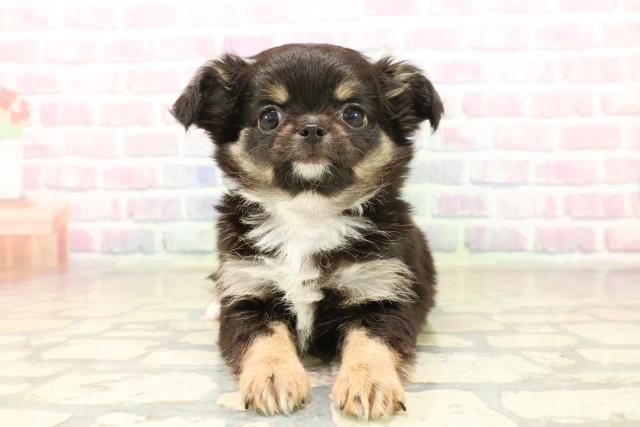 東京都のチワワ(ロング) (Coo&RIKU自由が丘店/2025年10月4日生まれ/女の子/ブラックタン)の子犬の1枚目の画像