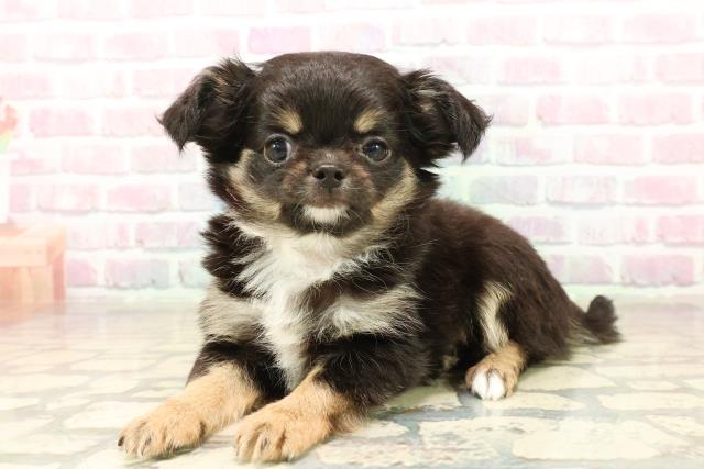 東京都のチワワ(ロング) (Coo&RIKU自由が丘店/2025年10月4日生まれ/女の子/ブラックタン)の子犬の2枚目の画像